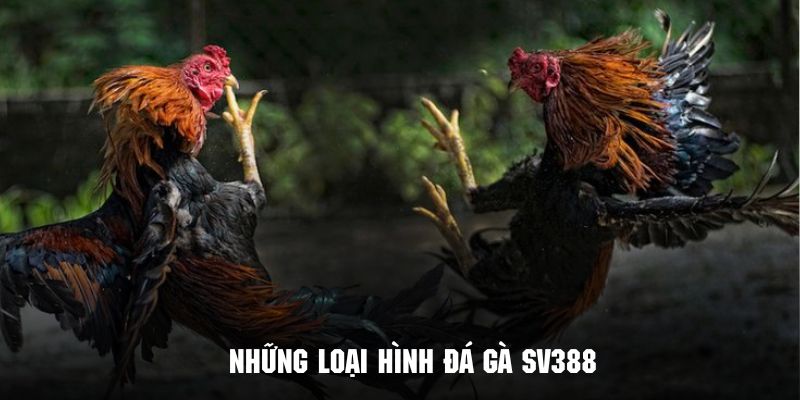 Đá Gà SV388 - Thỏa Mãn Đam Mê Cùng Đấu Trường Quốc Tế Những loại hình đá gà SV388 nổi bật nhất thu hút đông đảo hội viên