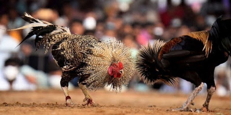 Đá Gà Thomo - Đấu Trường Sôi Động, Trải Nghiệm Đỉnh Cao Nhiều điểm tốt không có điểm nào chê