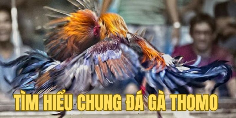 Đá Gà Thomo - Đấu Trường Sôi Động, Trải Nghiệm Đỉnh Cao Đá gà thomo là hình thức giải trí khá phổ biến của dân địa phương Đông Nam Á